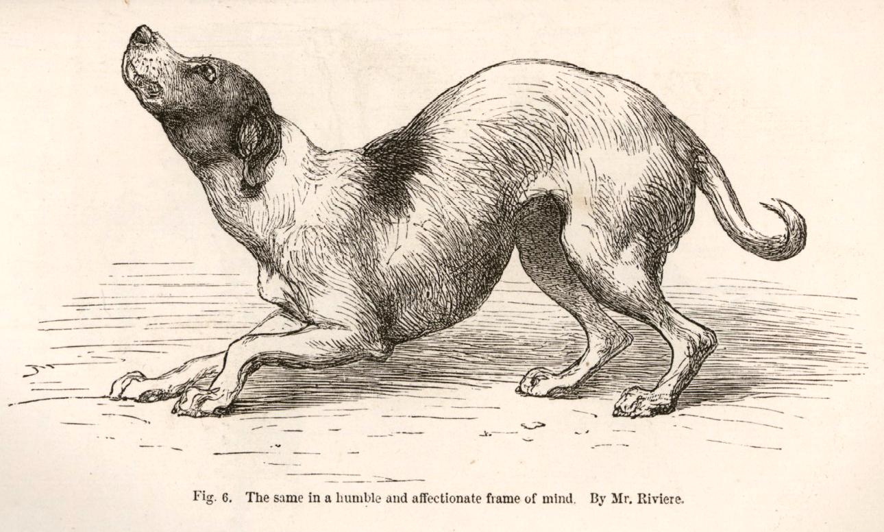 Moral Nature Darwin Correspondence Project